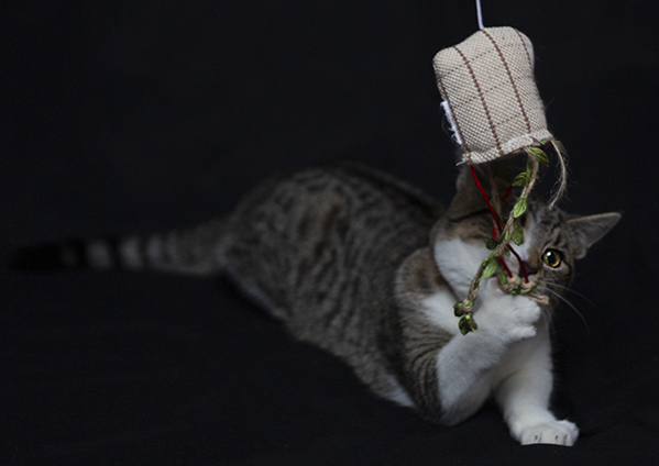 Thols Wonen katten in je interieur