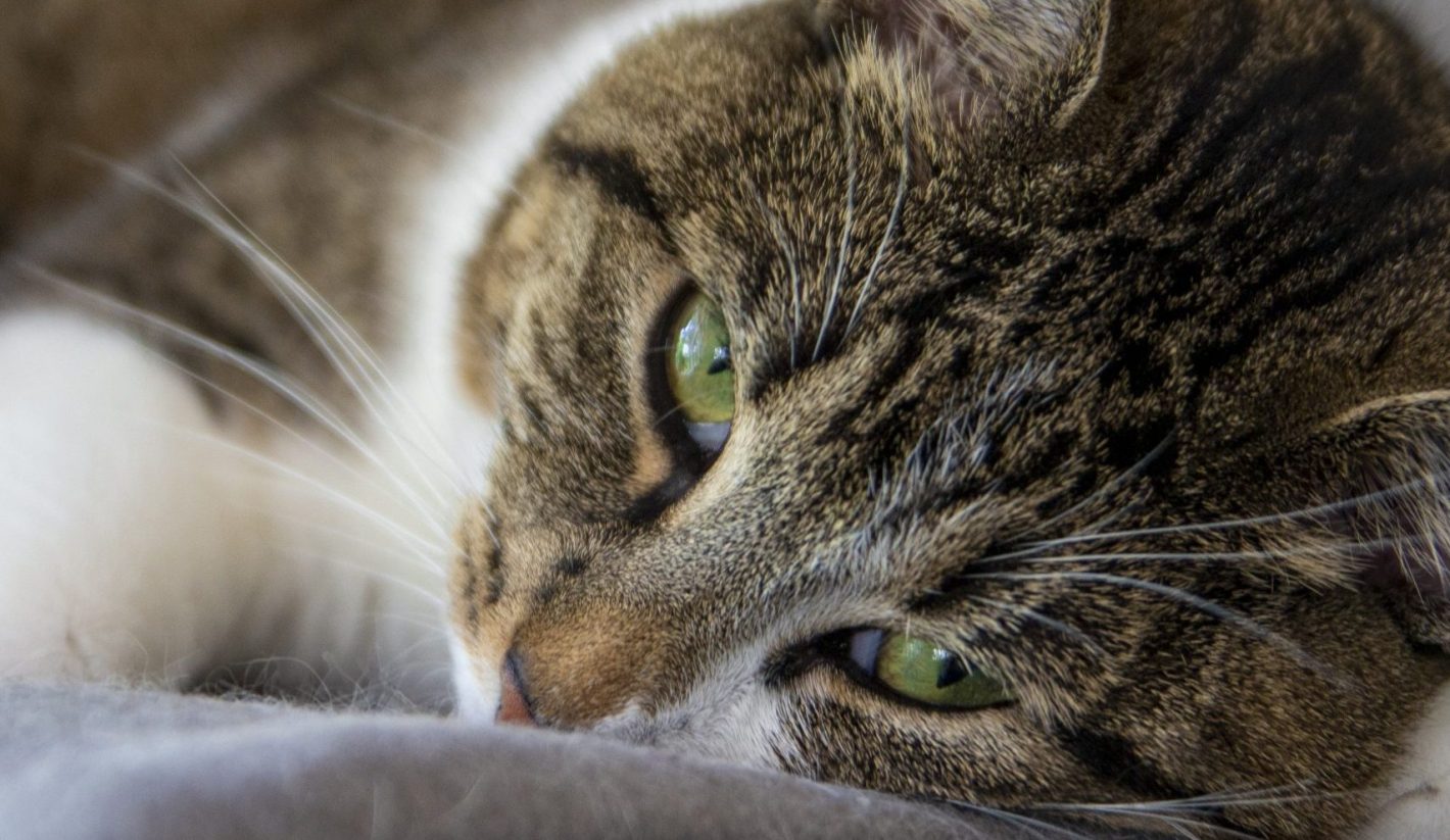 THOLS wonen | Interieur kat