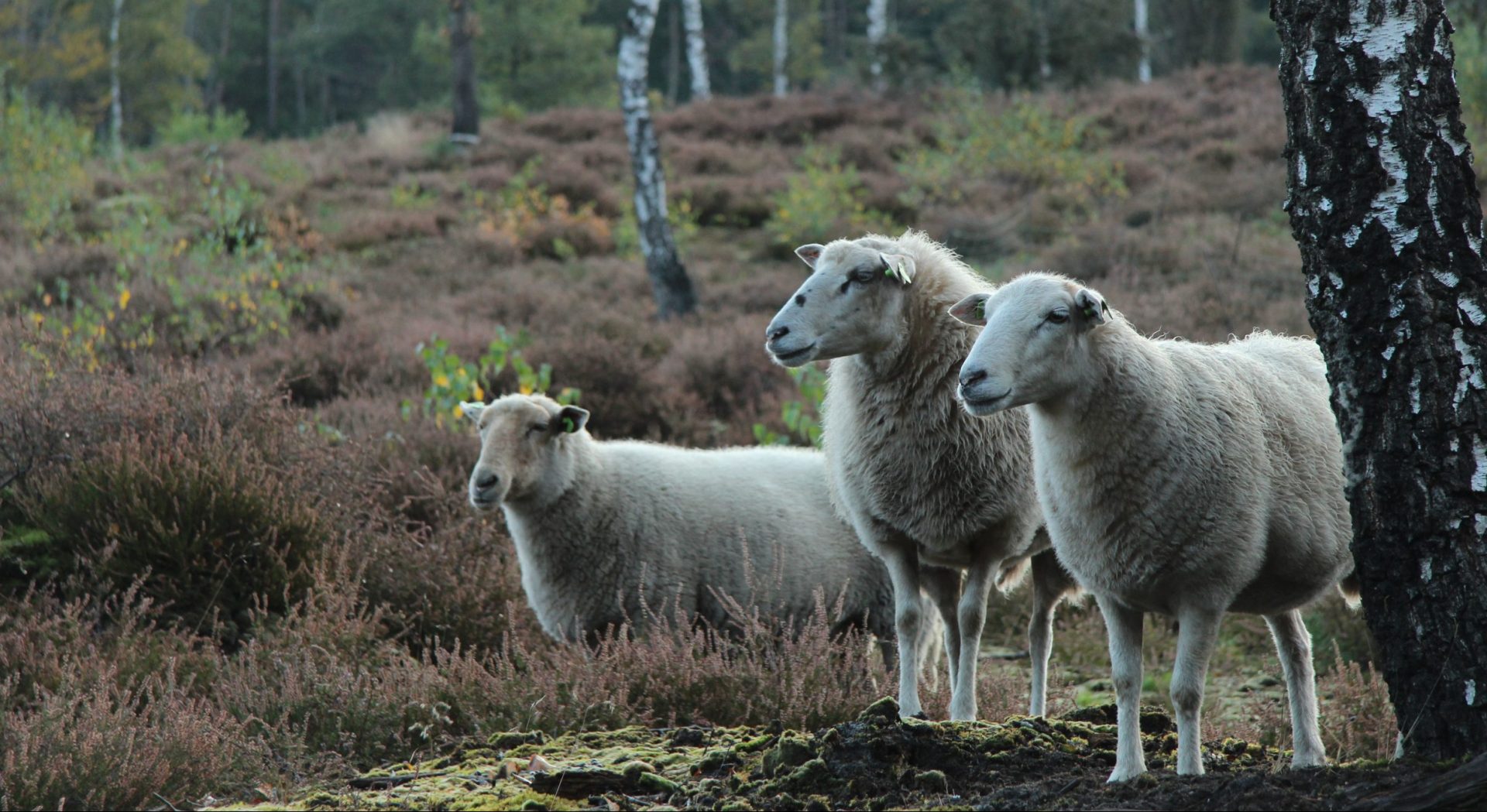 Interieurtrend; haal de natuur naar binnen